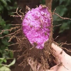 Poudre d&rsquo;Ube pour boisson latte